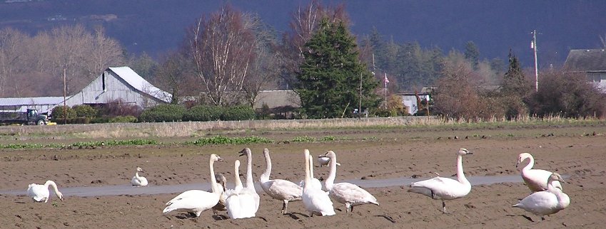 Trumpeter Swans in a Skagit Farm Field